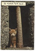 Animaux - Chat - Je M'ennuie Tote Seule - Photo Et Legende Louis Buffier - Katten