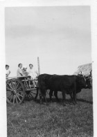 Photographie Photo Vintage Snapshot Boeuf Attelage Charette - Treinen