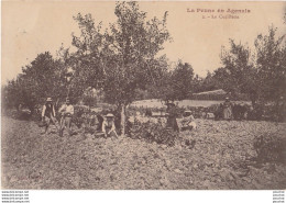 47) LA PRUNE EN AGENAIS (LOT ET GARONNE) LA CUEILLETTE (PERSONNES A L'OUVRAGE -  EDIT CAVAILLE LAROQUE TIMBAUT- 2 SCANS) - Autres & Non Classés