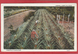 Cuba - Habana - Campo De Pinas - Pineapple Plantation  - La Havane - Kuba