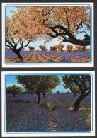 04 13 83 Lavandes Et Amandiers En Fleur Lot De Deux Cartes - Andere & Zonder Classificatie