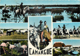 13 - LA CAMARGUE - Sonstige & Ohne Zuordnung