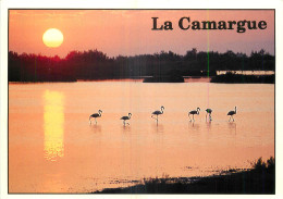 13 - LA CAMARGUE - Sonstige & Ohne Zuordnung