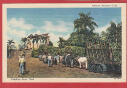 Cuba - Habana - Pesando Cana - Weighing Sugar Cane  - La Havane - Kuba