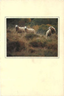 Animaux - Moutons - Bertrand Hugues - Dessine Moi - CPM - Voir Scans Recto-Verso - Sonstige & Ohne Zuordnung