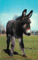 Animaux - Anes - Royaume Uni - Angleterre - England - UK - United Kingdom - Donkeys - Burros - Esel - Asini - CPM Format - Esel