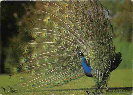 Animaux - Oiseaux - Parc Ornithologique Départemental De Villars Les Dombes - Paon - CPM - Voir Scans Recto-Verso - Birds