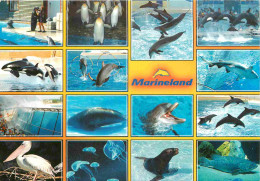 Animaux - Marineland Antibes - Multivues - Orque - Otarie - Dauphins - Dolphins - Zoo Marin - CPM - Voir Scans Recto-Ver - Delphine