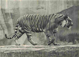Animaux - Fauves - Tigre - Tiger - Museum National D'Histoire Naturelle - Parc Zoologique De Paris - Zoo - CPSM Grand Fo - Tigres