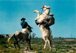 Animaux - Chevaux - CPM - Voir Scans Recto-Verso - Horses