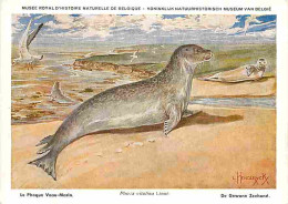 Animaux - Phoque - Veau Marin - Musée Royal D'Histoire Naturelle De Belgique - CPM - Voir Scans Recto-Verso - Autres & Non Classés