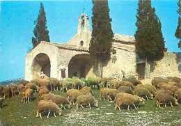 Animaux - Moutons - Eygalières - Chapelle St Sixte - CPM - Voir Scans Recto-Verso - Autres & Non Classés