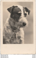 CHIEN FOX TERRIER - CARTE PHOTO GERMANY  -  ( 2 SCANS ) - Chiens