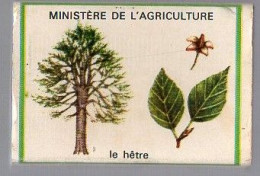 Boites D'Allumettes - LA FORÊT Est FRAGILE - LE HÊTRE - Matchboxes