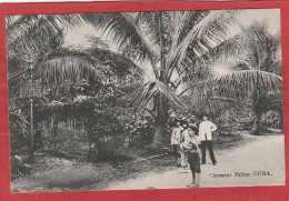 Cuba - Cocoanut Palms - Cuba