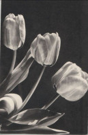 114931 - Tulpen Schwarzweiss - Andere & Zonder Classificatie