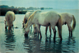 13 CAMARGUE  CHEVAUX - Other & Unclassified
