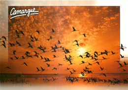 13 EN CAMARGUE  LES FLAMANDS ROSES - Sonstige & Ohne Zuordnung