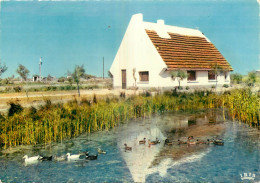 13 - EN CAMARGUE - Autres & Non Classés