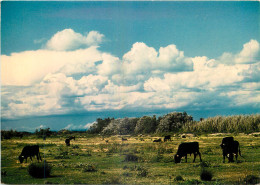 13 - EN CAMARGUE - Autres & Non Classés