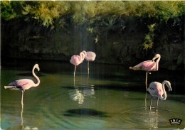 13 - CAMARGUE - FLAMANTS ROSE - Andere & Zonder Classificatie