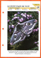 PETIT PAON DE NUIT  Papillon  Insecte Illustrée Documentée   Animaux Insectes Fiche Dépliante - Animaux