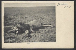 CPA Chasse Hunting Chasseur Afrique Africa Non Circulé MOMBASA Lion - Jacht