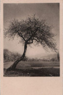 114601 - Schiefer Baum Neben Strasse - Autres & Non Classés