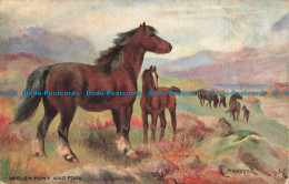 R677965 Welsh Pony And Foal. Horse Studies. Tuck. Oilette. Postcard 9065. 1905 - Mundo
