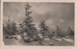 35284 - Nadelbäume Im Schnee - Ca. 1955 - Andere & Zonder Classificatie