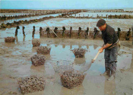 Metiers - Ostréiculteur - Parcs à Huitres De Cancale - Culture De L'huître Et Ramassage Sur Un Parc En Pleine Mer - CPM  - Fishing