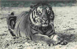 Animaux - Fauves - Tigre - Tiger - Museum National D'Histoire Naturelle - Parc Zoologique Du Bois De Vincennes - Paris - - Tiger