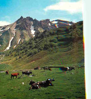 Animaux - Vaches - Auvergne - Pâturage Au Pied Du Sancy - Montagnes - CPM - Voir Scans Recto-Verso - Kühe