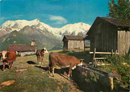 Animaux - Vaches - Alpes - Massif Du Mont Blanc - Pâturage Au-dessus Du Plateau De La Croix - Aiguille De Bionnassay Et  - Cows