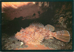 Animaux - Poissons - Carte Rotalfoto - Carte Neuve - CPM - Voir Scans Recto-Verso - Fische Und Schaltiere