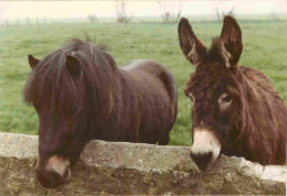 Animaux - Anes - Photographie Kodak - Donkeys - Burros - Esel - Asini - Photographie Format CPM - Voir Scans Recto-Verso - Donkeys