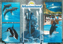 Animaux - Marineland Antibes - Multivues - Zoo Marin - CPM - Carte Neuve - Voir Scans Recto-Verso - Delphine