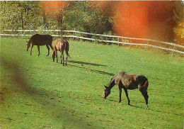 Animaux - Chevaux - Chevaux En Pature - CPM - Voir Scans Recto-Verso - Horses