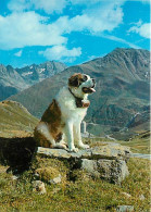 Chiens - CPM - Voir Scans Recto-Verso - Chiens