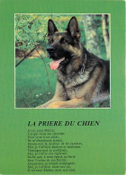 Chiens - CPM - Voir Scans Recto-Verso - Cani