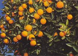 AK 215239 AUSTRALIA - Mildura - Sun-ripened Oranges - Mildura