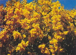 AK 215253 AUSTRALIA - Flora & Fauna - Wattle Blossoms - Altri & Non Classificati