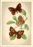 (03/06/24) THEME ANIMAUX-CPSM PAPILLONS - TRES BELLE SERIE COMPLETE DE 12 CARTES - Schmetterlinge