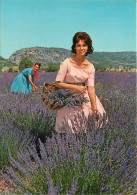 Femmes - Scène De Provence - Cueillette De La Lavande - CPM - Voir Scans Recto-Verso - Donne