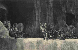 Animaux - Fauves - Tigre - Tiger - Museum National D'Histoire Naturelle - Parc Zoologique Du Bois De Vincennes - Paris - - Tigri