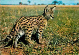 Animaux - Fauves - Serval - African Wild Life - CPM - Voir Scans Recto-Verso - Sonstige & Ohne Zuordnung
