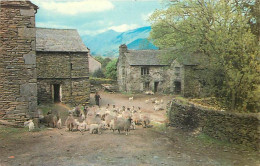 Animaux - Moutons - Royaume-Uni - A Iakeland Farm - CPSM Format CPA- UK - Voir Scans Recto-Verso - Autres & Non Classés