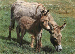 Animaux - Anes - Anon - Donkeys - Burros - Esel - Asini - CPM - Etat Pli Visible - Voir Scans Recto-Verso - Donkeys