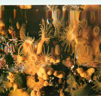 Animaux - Poissons - Faune Marine Méditerranéenne - Parazoanthus Axinellae (O. Schmidt) - Anémone Jaune (Hexacoralliaire - Poissons Et Crustacés