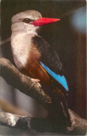 Animaux - Oiseaux - A Définir - East African Wild Life Society. Nairobi. Kenya - Carte Neuve - CPM - Voir Scans Recto-Ve - Vögel